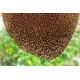 Honeybee/Beehive Control Treatment